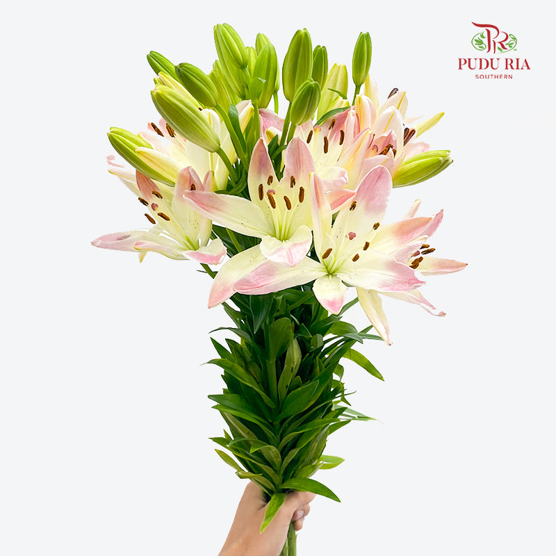 Lily Pink 百合 - (5 Stems)