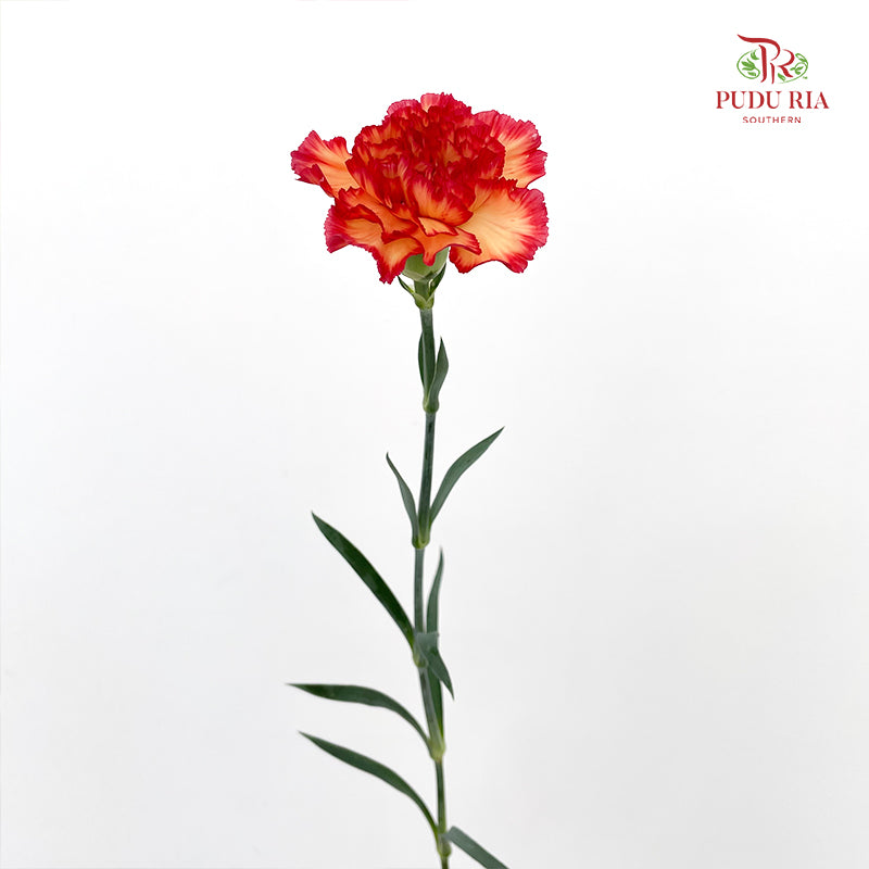 Carnation 康乃馨 Red - (18-20 Stems)