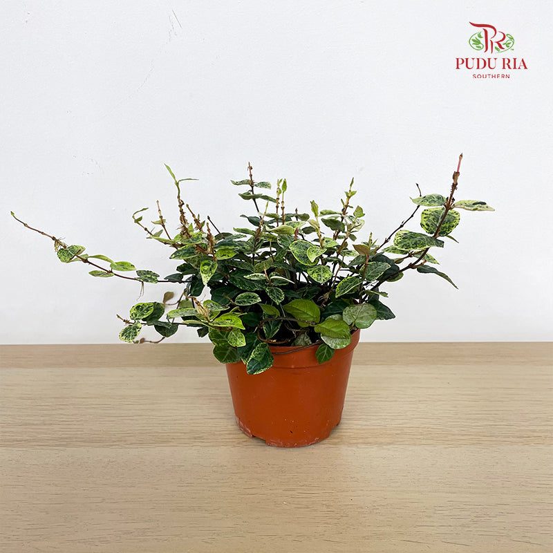 Trachelospermum Jasminoides