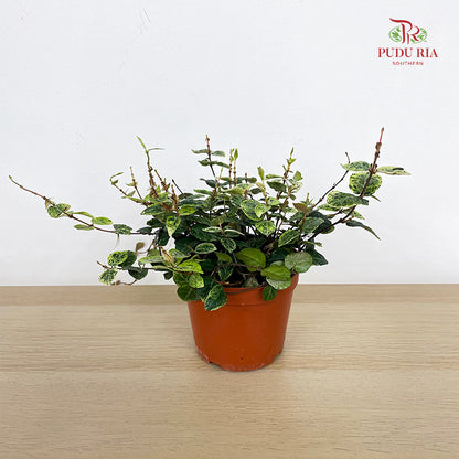 Trachelospermum Jasminoides