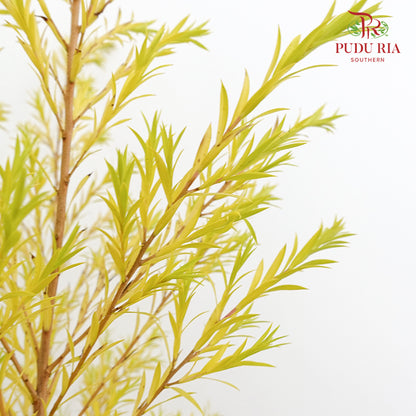 Melaleuca Gold Leaf - Yellow