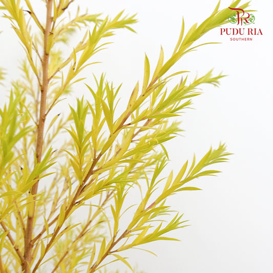 Melaleuca Gold Leaf Yellow - (Per Bundle)