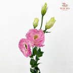 Eustoma Pink 洋桔梗 - (12-15 Stems)