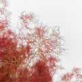 Cotinus Coggygria Red - (Per Stem)