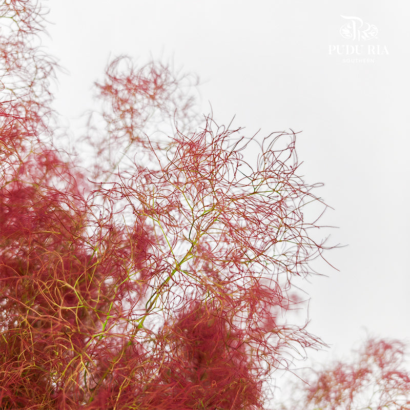 Cotinus Coggygria Red - (Per Stem)