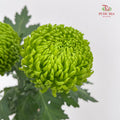 Chrysanthemum Ping Pong Green - (10-12 Stems)