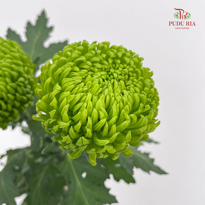 Chrysanthemum Ping Pong Green - (10-12 Stems)
