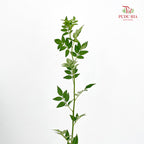 Nine Star leaves - (Per Bundle)