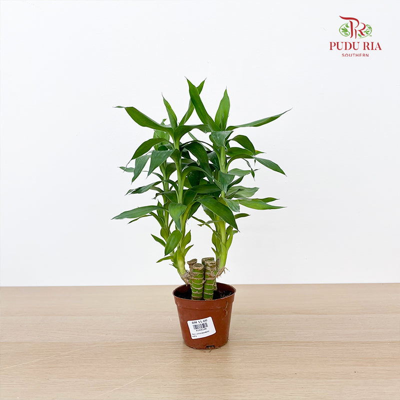 Lotus Bamboo Rata