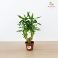 Lotus Bamboo Rata