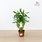 Lotus Bamboo Rata