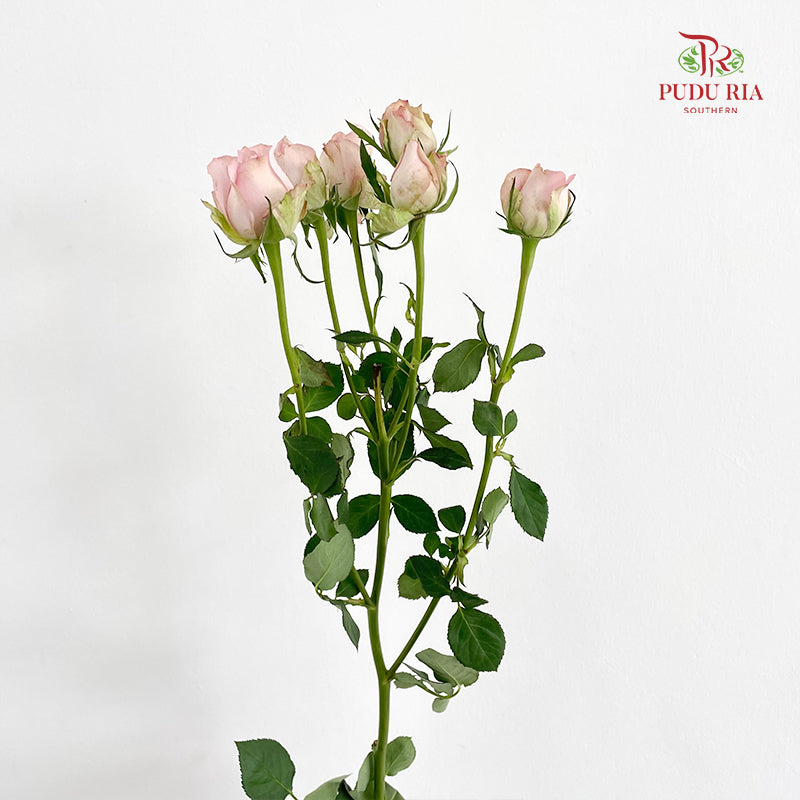 Rose Spray Light Pink - (8-10 Stems)