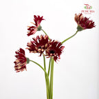 Gerbera Pasta Fire - (5 Stems)