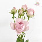 Rose Spray Light Pink - (8-10 Stems)