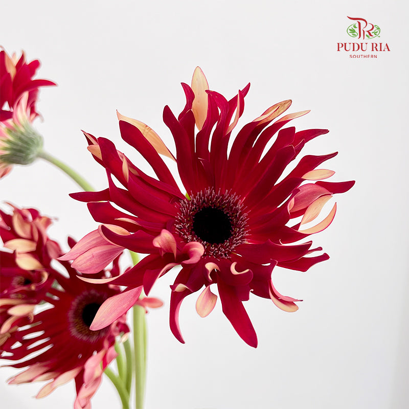 Gerbera Pasta Fire - (5 Stems)