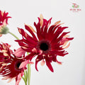 Gerbera Pasta Fire - (5 Stems)