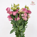 Eustoma Wave Pink - (12-15 Stems)