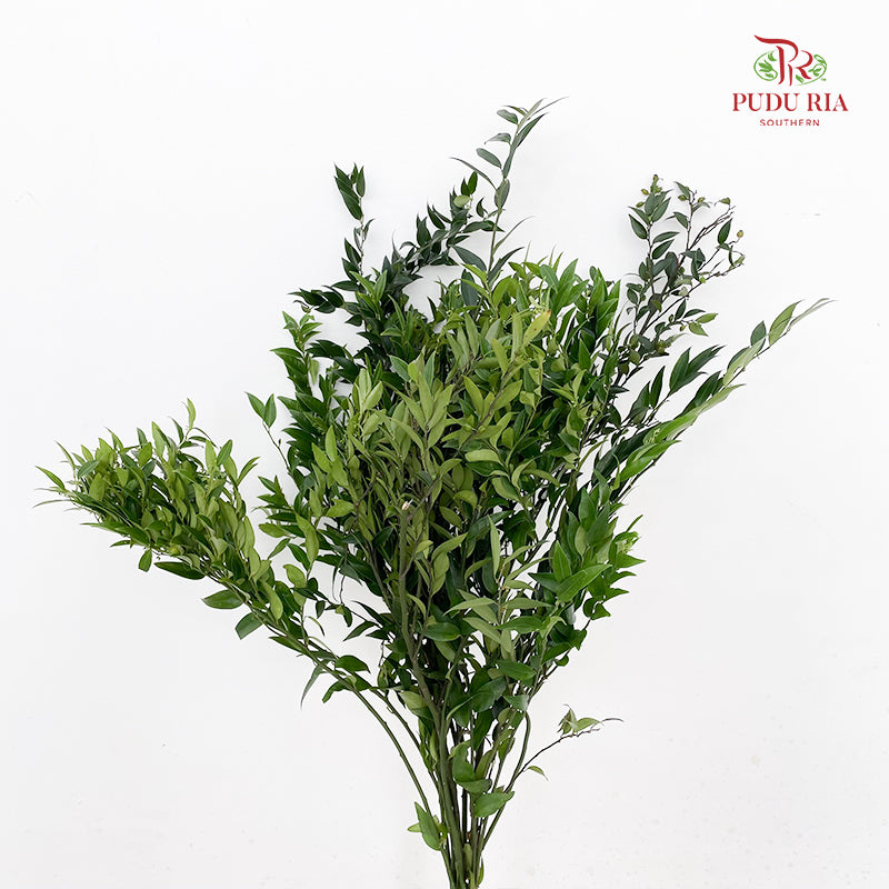 Evergreen Leaf 万年青 - (Per Bundle)