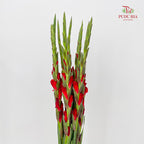 Gladiolus Red - (9-10 Stems)