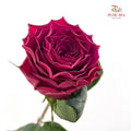 Rose Hot Pink - (8-10 Stems)