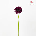 Gerbera Mini Dark Night 非洲菊紫萱 - (5 Stems)