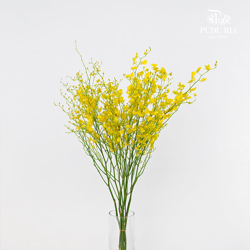 Dancing Lady Yellow - (Per Bundle)