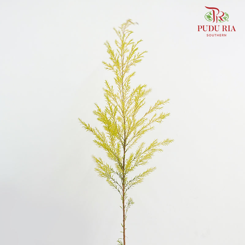 Melaleuca Gold Leaf Yellow - (Per Bundle)