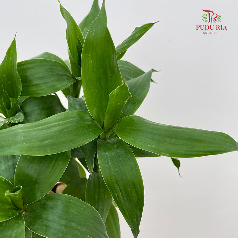 Lotus Bamboo Rata