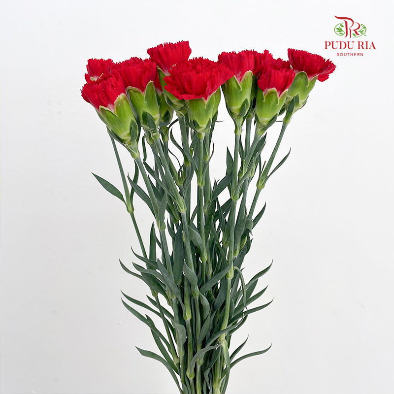 Carnation 康乃馨 Red - (18-20 Stems)