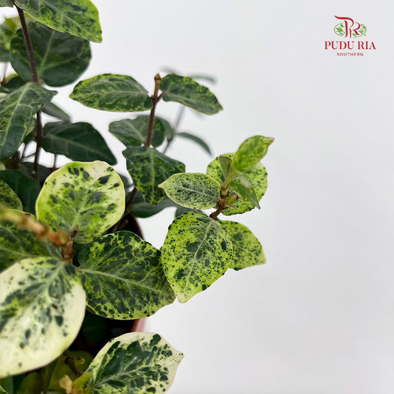 Trachelospermum Jasminoides