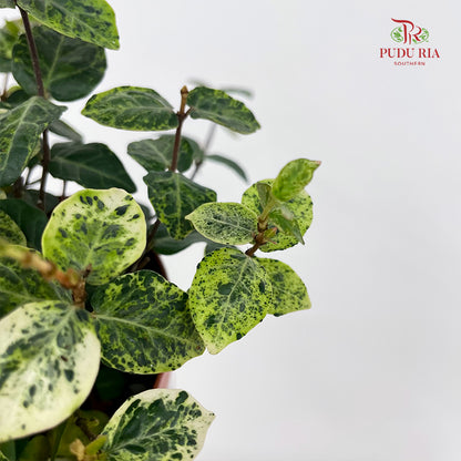 Trachelospermum Jasminoides