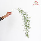 Asparagus Fern Fish Tail - (Per Bundle)