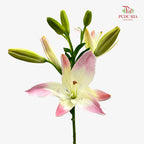 Lily Pink 百合 - (5 Stems)