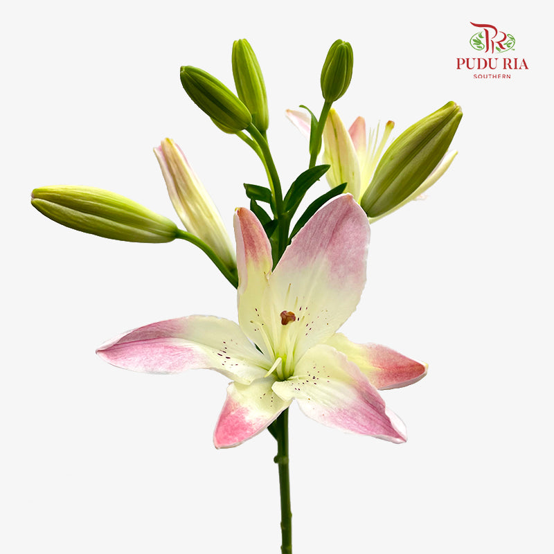 Lily Pink 百合 - (5 Stems)