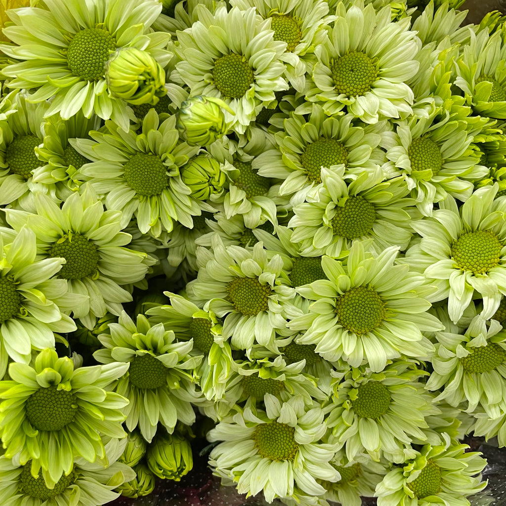 Chrysanthemum Pompom Daisy Green 1 - (10-12 Stems)