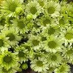 Chrysanthemum Pompom Daisy Green 1 - (10-12 Stems)