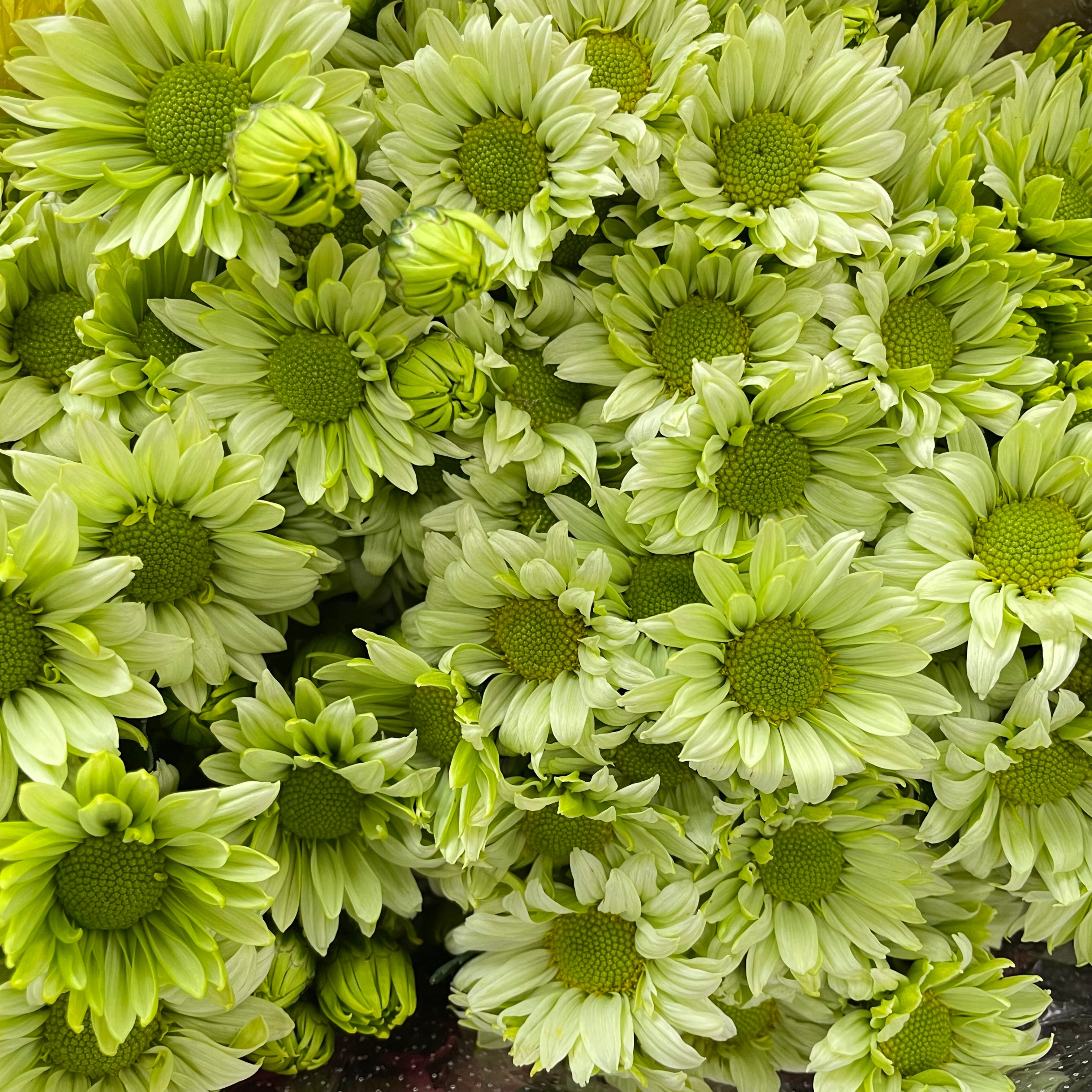 Chrysanthemum Pompom Daisy Green 1 - (10-12 Stems)