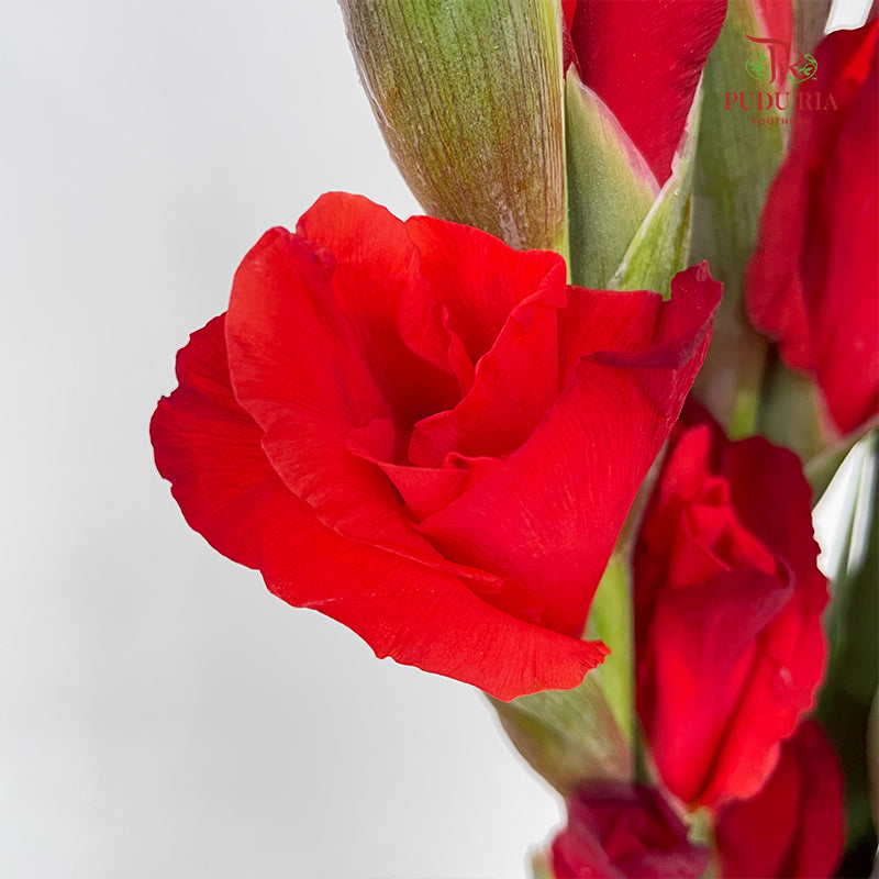 Gladiolus Red - (9-10 Stems)