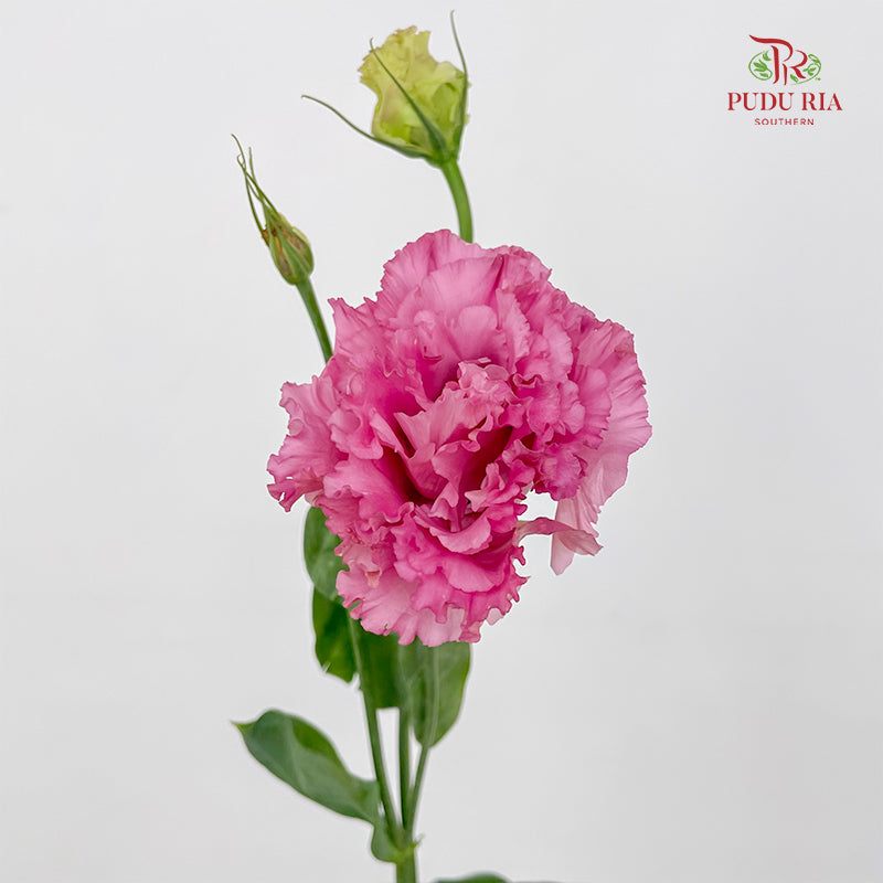 Eustoma Wave Pink - (12-15 Stems)
