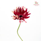 Gerbera Pasta Fire - (5 Stems)