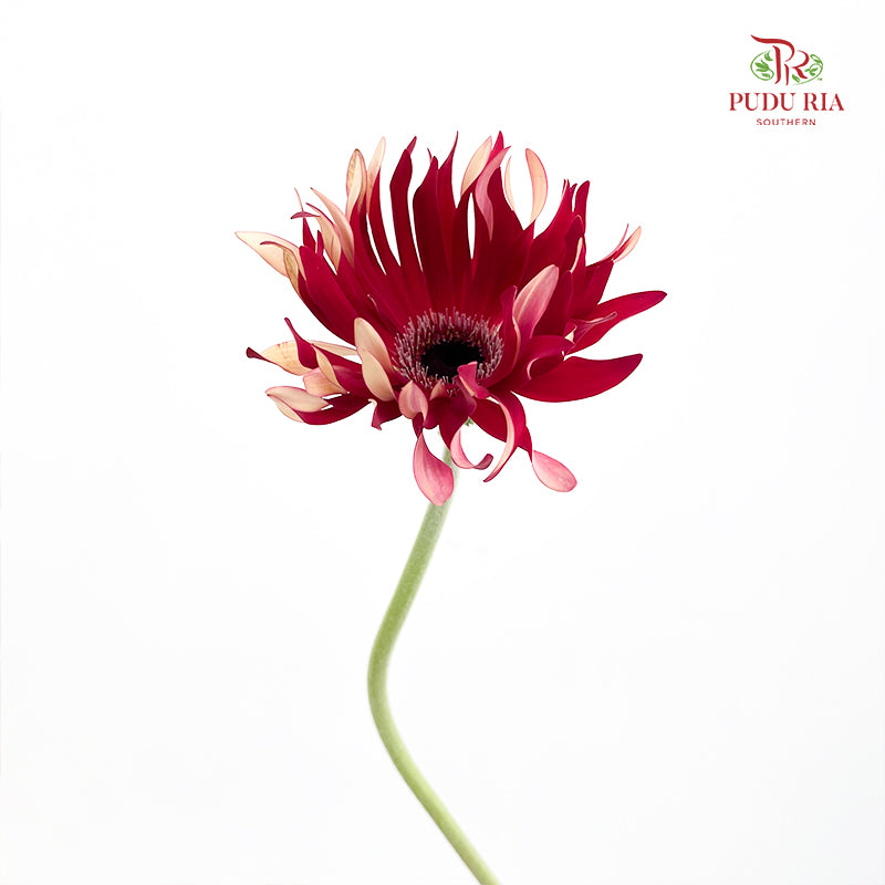 Gerbera Pasta Fire - (5 Stems)