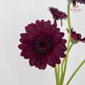 Gerbera Mini Dark Night 非洲菊紫萱 - (5 Stems)