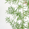 Asparagus Fern Fish Tail - (Per Bundle)