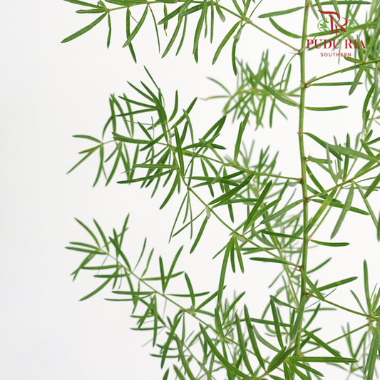 Asparagus Fern Fish Tail - (Per Bundle)