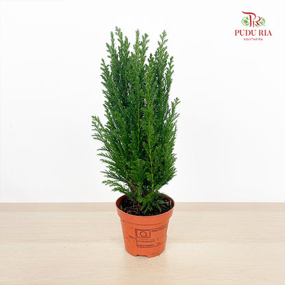 Chamaecyparis Ellwoodii / Snow White 30CM