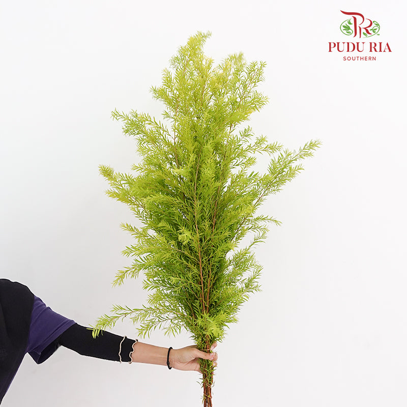 Melaleuca Gold Leaf Green - (Per Bundle)