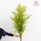 Melaleuca Gold Leaf Green - (Per Bundle)