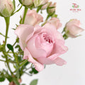 Rose Spray Light Pink - (8-10 Stems)