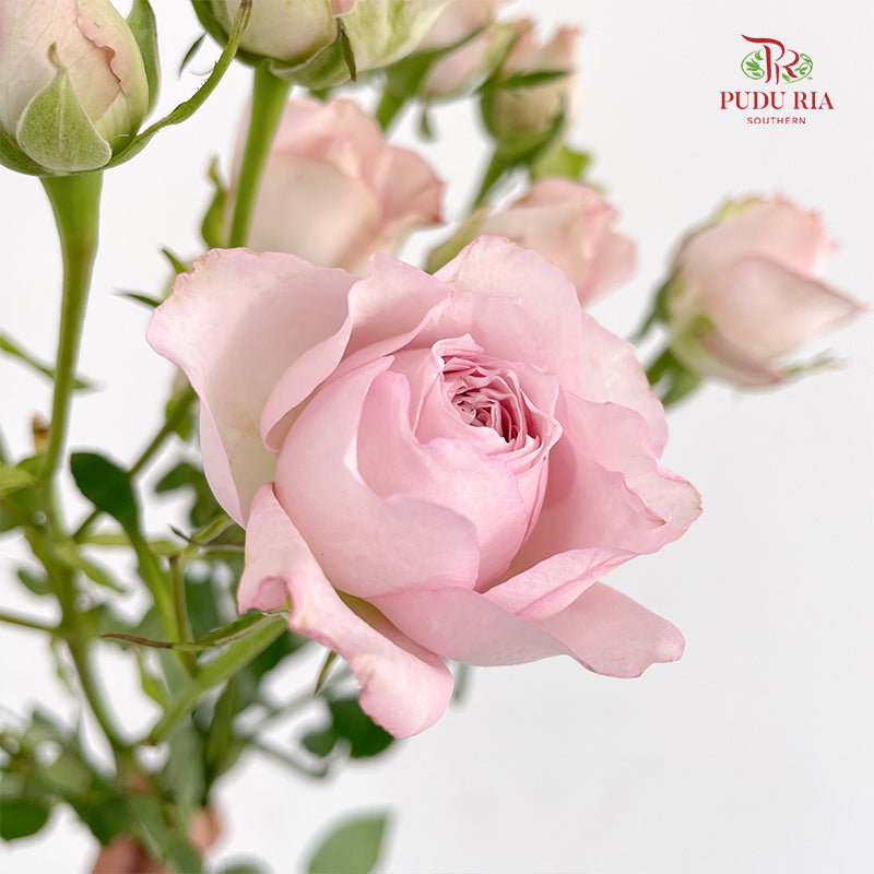 Rose Spray Light Pink - (8-10 Stems)