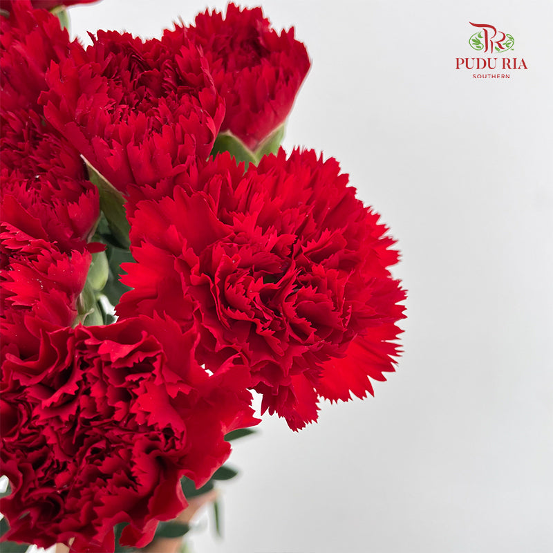 Carnation 康乃馨 Red - (18-20 Stems)